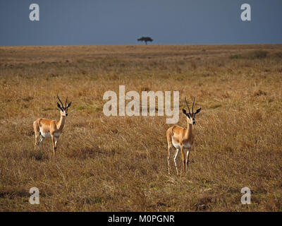 Coppia di concedere la gazzella (Nanger granti) sull'erba secca pianure del maggiore Masai Mara, Kenya, Africa con una solitaria acacia all'orizzonte Foto Stock