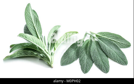 Velluto fresche foglie di salvia giardino sullo sfondo bianco. Foto Stock