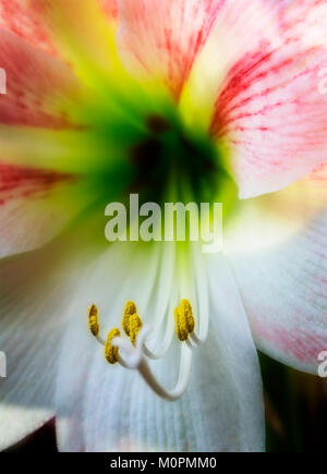 Immagine macro di Pasqua Lily Foto Stock