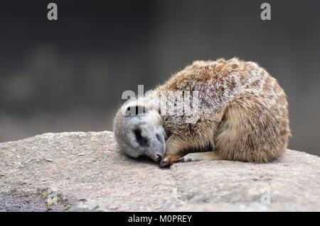 Sleeping Meerkat Foto Stock