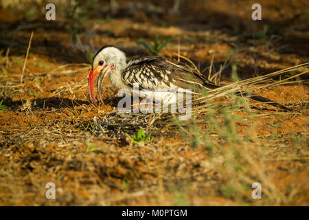 Rosso-fatturati Hornbill (Tockus erythrorhynchus) sul terreno alla ricerca di cibo nel Samburu riserva nazionale, Kenya Foto Stock