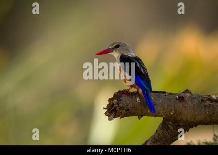 A testa grigia Kingfisher (Halcyon leucocephala) arroccato su un arto nel Samburu riserva nazionale, Kenya Foto Stock