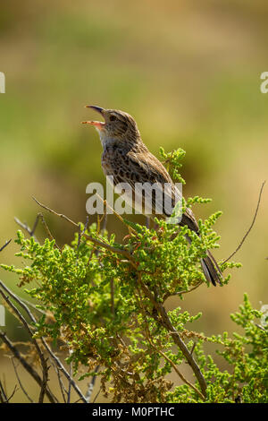 Rosso-winged Lark (Mirafra hypermetra) cantare in Samburu riserva nazionale, Kenya Foto Stock