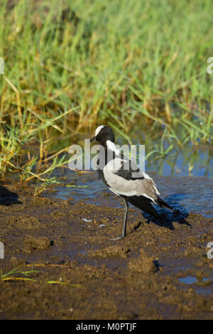 Fabbro Plover (Vanellus armatus) appollaiato su un litorale in Lake Nakuru National Park, Kenya Foto Stock