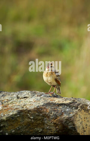 Rosso-winged Lark (Mirafra hypermetra) arroccata su una roccia nella Riserva Nazionale di Masai Mara, Kenya Foto Stock