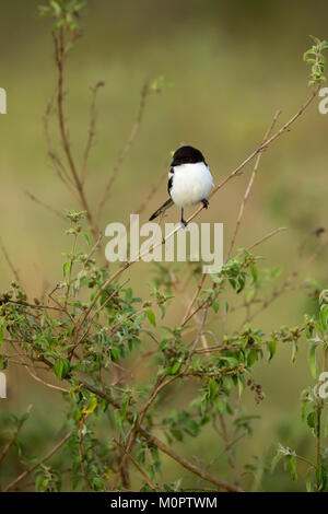 Grigio-backed Shrike fiscale (Lanius excubitoroides) appollaiato su un ramo nella Riserva Nazionale di Masai Mara, Kenya Foto Stock