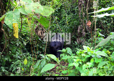 Un gorilla di montagna nel parco nazionale di Virunga, l est della Repubblica Democratica del Congo. Foto Stock