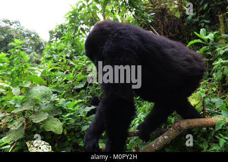 Un gorilla di montagna nel parco nazionale di Virunga, l est della Repubblica Democratica del Congo. Foto Stock