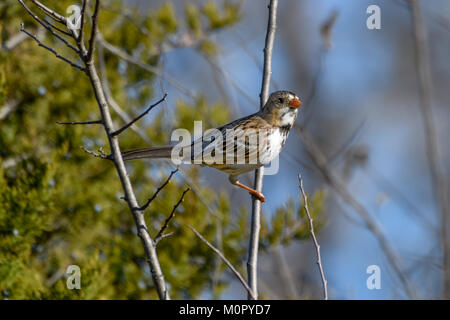 Harris's Sparrow - Zonotrichia querula, appollaiato su un ramo con alberi e cielo blu sullo sfondo Foto Stock