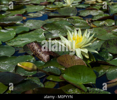 Acqua giglio fiorisce e Lily Pad su un tranquillo laghetto. Foto Stock