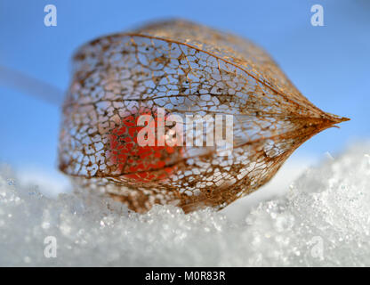 Sieversdorf, Germania. 24 gen 2018. Un fiore essiccato con un inverno rosso ciliegia giacente sulla neve in un giardino Sieversdorf, Germania, 24 gennaio 2018. Credito: Patrick Pleul/dpa-Zentralbild/ZB/dpa/Alamy Live News Foto Stock