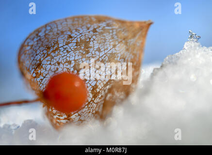 Sieversdorf, Germania. 24 gen 2018. Un fiore essiccato con un inverno rosso ciliegia giacente sulla neve in un giardino Sieversdorf, Germania, 24 gennaio 2018. Credito: Patrick Pleul/dpa-Zentralbild/ZB/dpa/Alamy Live News Foto Stock