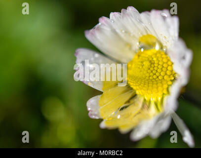 Sieversdorf, Germania. 24 gen 2018. L'acqua accumulata sul fiore di una margherita in un giardino Sieversdorf, Germania, 24 gennaio 2018. Credito: Patrick Pleul/dpa-Zentralbild/ZB/dpa/Alamy Live News Foto Stock