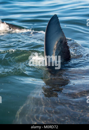 Pinna dorsale di un grande squalo bianco (Carcharodon carcharias) nuotare  vicino alla superficie dell'acqua, Gansbaii, Sud Africa Foto stock - Alamy