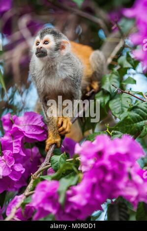 La Scimmia di scoiattolo e fiori di colore rosa. La Scimmia di scoiattolo saimiri siede in un magnifico ambiente di colori. Il comune di Scimmia di scoiattolo (Saimiri sci Foto Stock