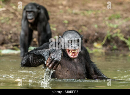 Sorridente Bonobo nell'acqua. Bonobo in acqua con piacere e sorrisi. Bonobo in piedi in cerca di stagno per il frutto che è caduto in acqua. Bonobo (P Foto Stock