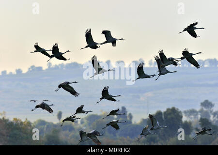 Uccelli in volo. Una silhouette di gru in volo. Comune, gru grus grus grus o Communis, grosso uccello in habitat naturali. Foto Stock