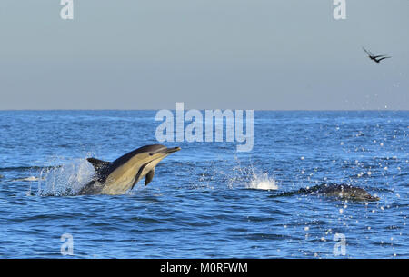 I delfini nuotare nell'oceano. I delfini nuotare e saltare dall'acqua. Il lungo becco delfino comune (nome scientifico: Delphinus capensis) in atl Foto Stock