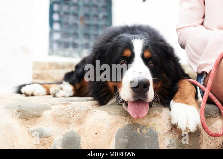 Piuttosto il ritratto di un Bovaro del Bernese giacente sul terreno con uno stanco di fronte. Foto Stock