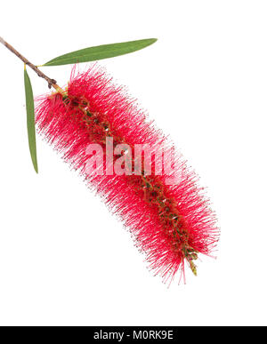 Fiore rosso di scovolino albero isolato su sfondo bianco Foto Stock