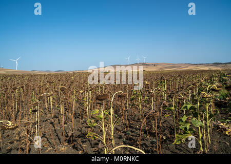 Un campo con maturi girasoli nella provincia di Cadice, Andalusia, Spagna Foto Stock