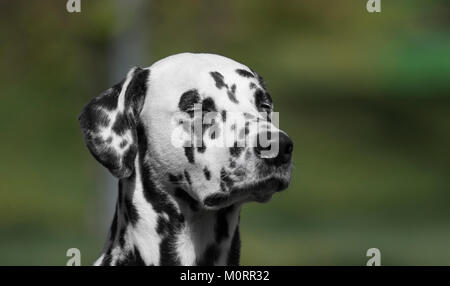 animali domestici Foto Stock