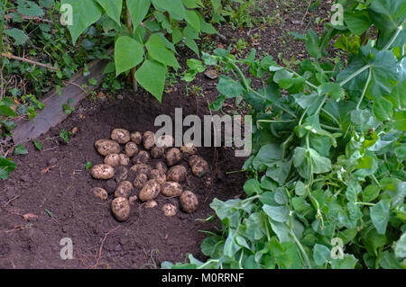 Patate in procinto di essere coperto (memorizzato) Foto Stock