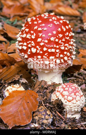 Fly Amanita funghi, il parco nazionale della foresta bavarese, Baviera, Germania / (amanita muscaria) | Fliegenpilz, Nationalpark Bayrischer Wald, Bayern Foto Stock