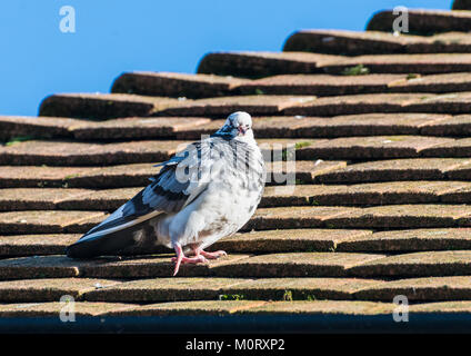 Un colpo di un Feral pigeon in piedi su un tetto. Foto Stock