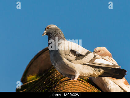 Un colpo di un Feral pigeon seduto su un tetto. Foto Stock