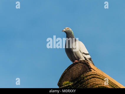 Un colpo di un Feral pigeon seduto su un tetto. Foto Stock