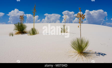 La Yucca, sabbie bianche dune, Nuovo Messico. Foto Stock