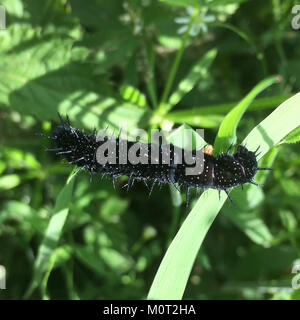 Questa immagine mostra una farfalla caterpillar e Peacock, che illustrano le fasi di trasformazione del ciclo di vita degli insetti, in particolare la metamorfosi da caterpillar a farfalla. Foto Stock