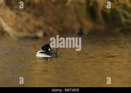 Goldeneye, Bucephala clangula,drake, tardo inverno sull'acqua colorata dalla luce del mattino. Foto Stock