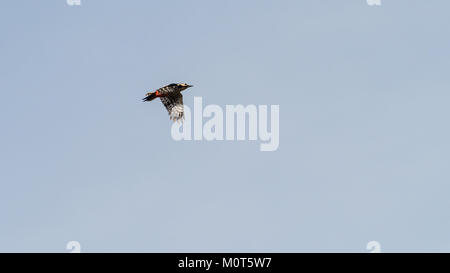 Un picchio rosso maggiore vola attraverso un cielo blu. Foto Stock