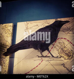 Il corvo di Carrion (*corvus corone*) è una specie di uccelli comune che si trova in boschi aperti in tutta Europa. E' riconosciuto per il suo piumaggio tutto nero e per l'intelligenza. Il corvo svolge un ruolo ecologico significativo nello scavo e nella dispersione dei semi. Foto Stock