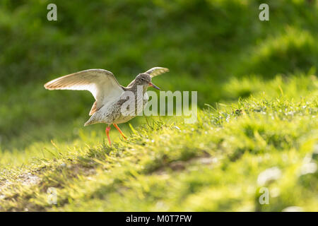 Redshank, Tringa totanus, lo sbarco in corrispondenza di un bordo di una zona umida di Somerset,mattina presto luce, tardo inverno Foto Stock