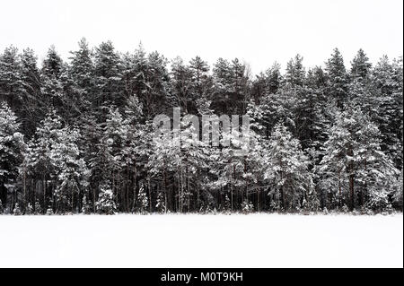 Coperta di neve alberi accanto a un lago ghiacciato in Labanoro parco regionale, della Lituania. Foto Stock