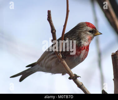 Carduelis flammea, comunemente noto come redpoll, è una specie di finch che si trova nell'emisfero settentrionale. Questa immagine mostra il redpoll a Oulu, Finlandia, evidenziando il suo piumaggio e il suo habitat distintivo. Foto Stock