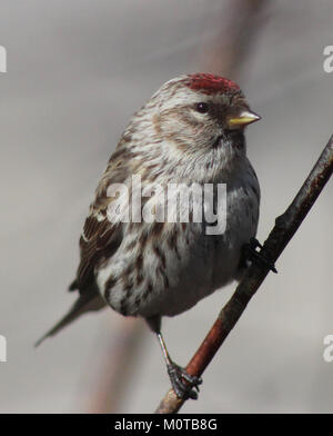 Questa immagine mostra un Redpoll (Carduelis flammea), osservato a Oulu, Finlandia, il 6 maggio 2012. Il Redpoll è un piccolo uccello che si trova comunemente nel nord Europa ed è noto per il suo caratteristico cappuccio rosso e per il suo comportamento attivo nell'alimentazione. Foto Stock