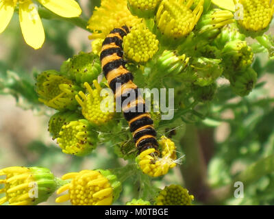 Un bruco del Cinnabar Moth (Tyria jacobaeae) che si nutre di Ragwort (Jacobaea vulgaris) ad Arnhem, nei Paesi Bassi. Questa specie di falena è nota per i suoi caratteristici caterpillars neri e rossi ed è comunemente diffusa in Europa. Foto Stock