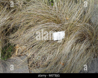 Carex dallii, una specie di seghetto, è presente nel Palmengarten di Francoforte, Germania. L'immagine mostra questa pianta in un ambiente botanico, enfatizzando la sua crescita e il suo habitat all'interno della variegata collezione del giardino. Foto Stock