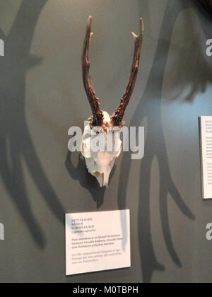 Queste corna appartengono al Capreolus capreolus, comunemente noto come capriolo europeo, ospitato nel Museo finlandese di storia naturale. Sono un esempio della tipica struttura del corno della specie. Foto Stock