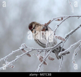 Questa immagine mostra il Carduelis flammea, comunemente noto come Common Redpoll, osservato a Oulu, in Finlandia, il 6 gennaio 2013. La specie è nota per il suo caratteristico berretto rosso ed è parte della famiglia finch. Foto Stock