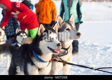 POLAZNA, Russia - 21 gennaio 2018: una coppia di imbrigliare Siberian Husky prima di iniziare la corsa di cani da slitta closeup su uno sfondo sfocato Foto Stock