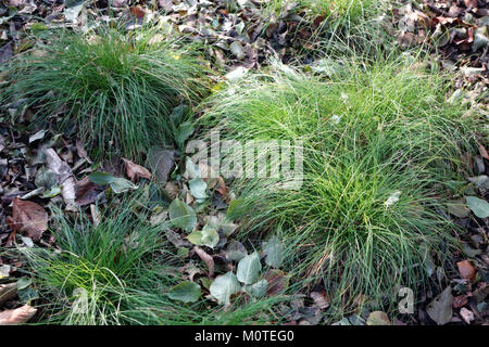 La Carex appalachica, comunemente nota come Appalachian Sedge, è una specie di piante situata nel Brooklyn Botanic Garden, New York. Questa immagine mostra le sue caratteristiche peculiari e il suo habitat. Foto Stock