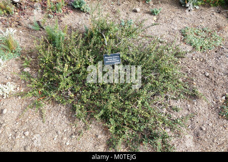 Ceanothus maritimus 'Frosty Dawn' è una cultivar che si trova nei giardini botanici della costa di Mendocino. Conosciuta per la sua vegetazione verde-blu gelida e le delicate fioriture bianche, prospera nei climi costieri della California. Foto Stock