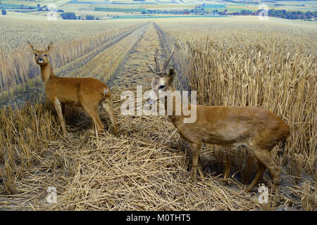 Il Capreolus capreolus, o capriolo europeo, è esposto al Naturhistorisches Museum di Braunschweig, Germania. Questa specie è originaria dell'Europa ed è conosciuta per le sue piccole dimensioni e le sue distinte corna. Foto Stock