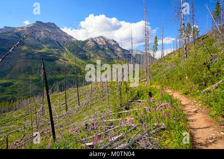 La ricrescita sulla Stanley glacier Trail nel Kootenay National Park in British Columbia Foto Stock