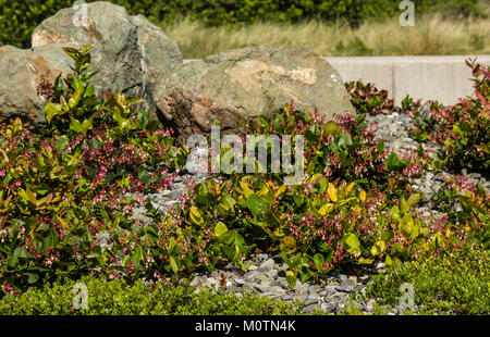 Salal, Gaultheria shallon. crescente in un bellissimo letto a Crissey Field State Park. Oregon, Stati Uniti d'America Foto Stock